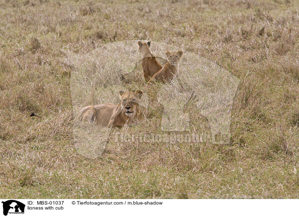 lioness with cub / MBS-01037