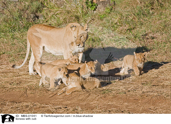lioness with cub / MBS-01041