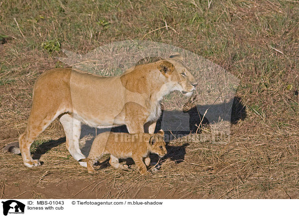 lioness with cub / MBS-01043