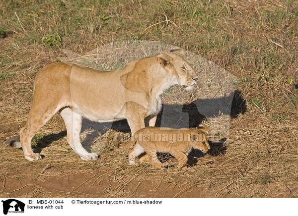 lioness with cub / MBS-01044