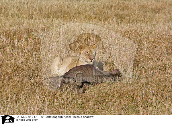 lioness with prey / MBS-01047