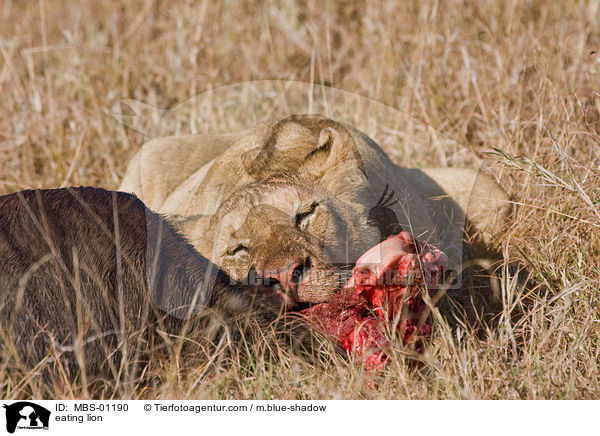 eating lion / MBS-01190