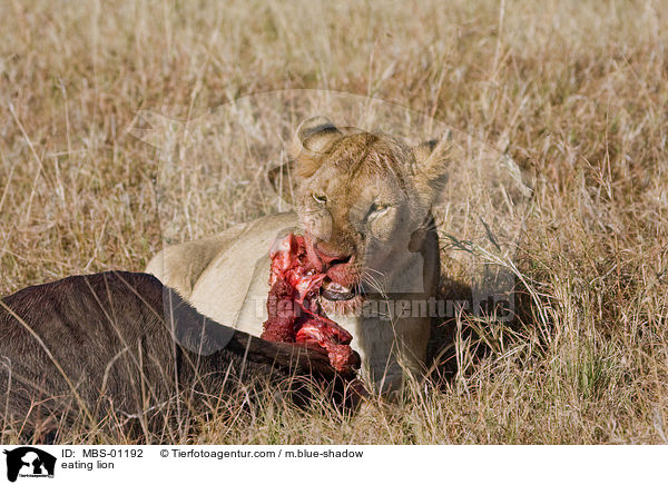 eating lion / MBS-01192