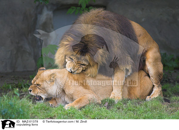 copulating lions / MAZ-01378