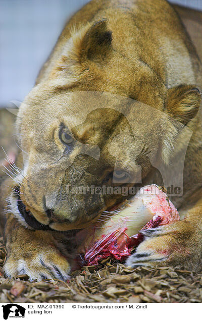 eating lion / MAZ-01390