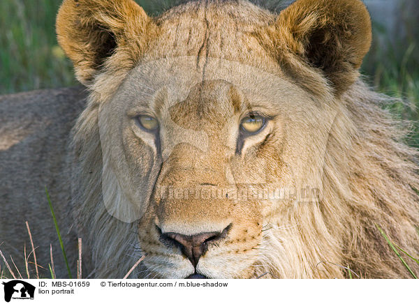lion portrait / MBS-01659