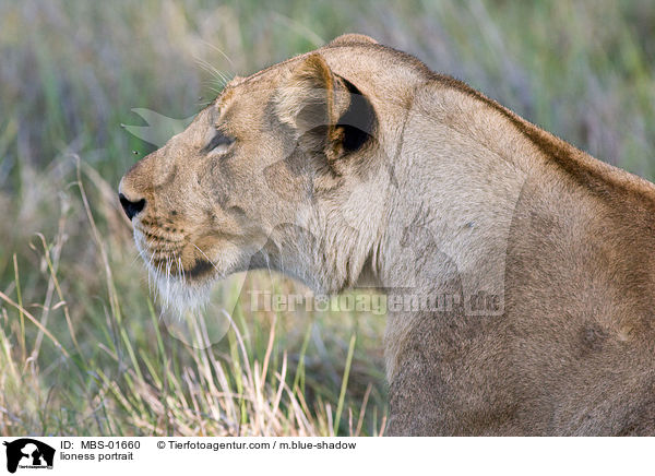lioness portrait / MBS-01660