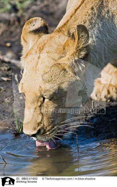 drinking lioness / MBS-01662