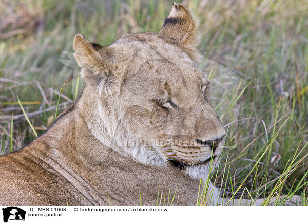 lioness portrait / MBS-01668