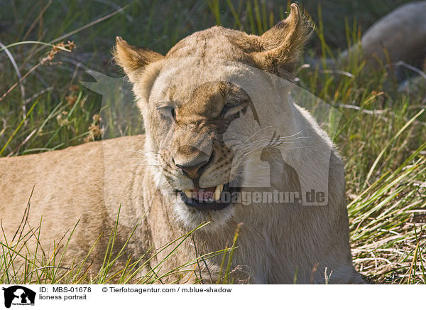 lioness portrait / MBS-01678