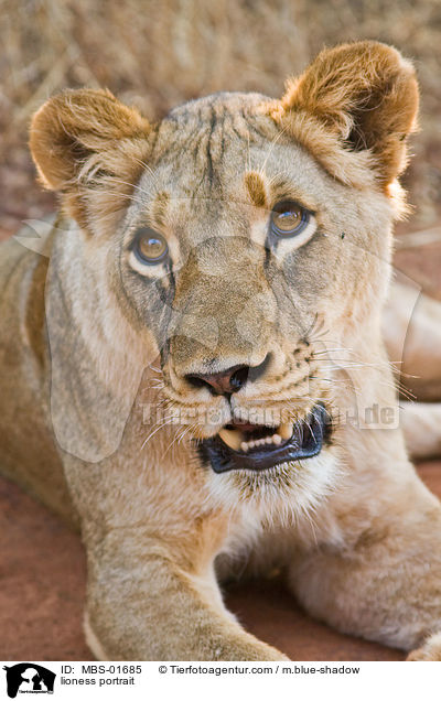 lioness portrait / MBS-01685