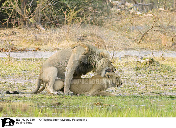 Lwen bei der Paarung / pairing lions / HJ-02686
