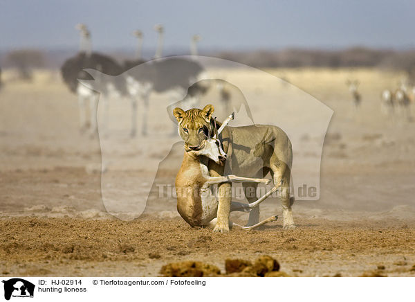 hunting lioness / HJ-02914