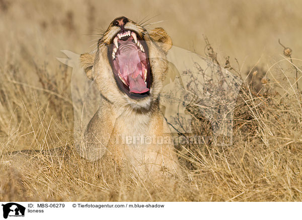 lioness / MBS-06279