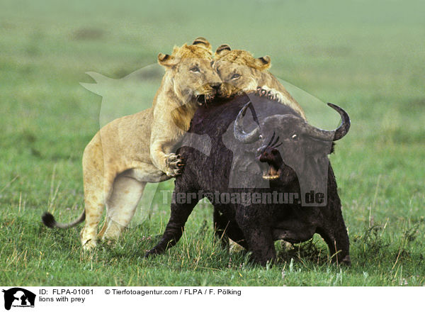 lions with prey / FLPA-01061