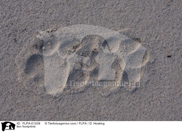 lion footprints / FLPA-01208