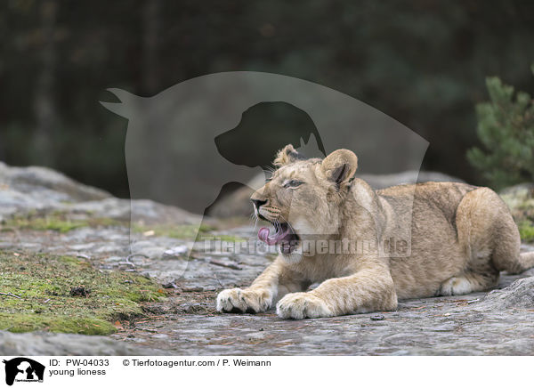 young lioness / PW-04033