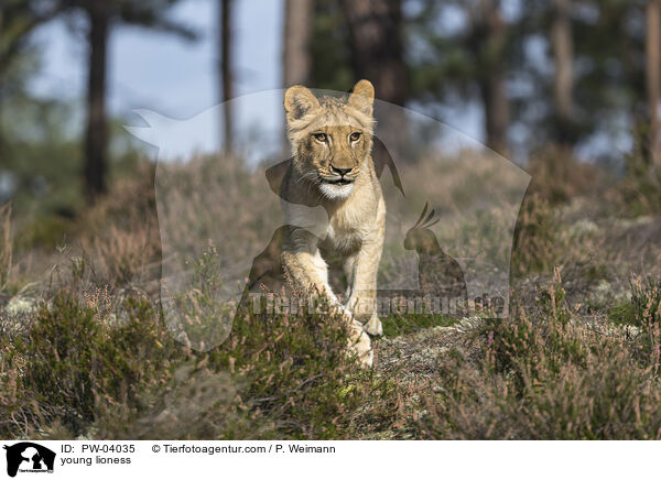young lioness / PW-04035
