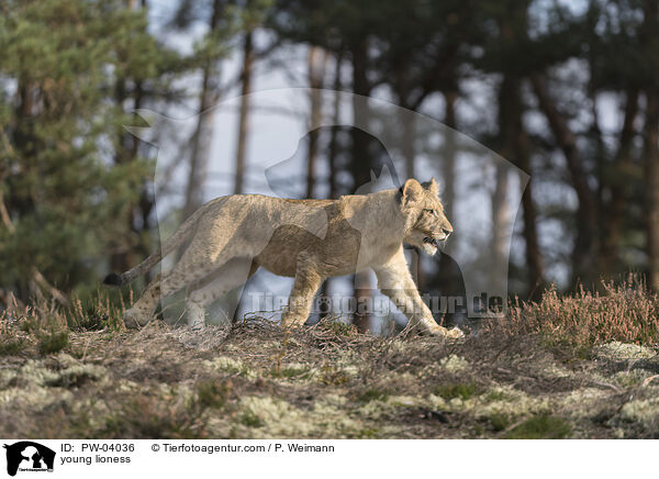 young lioness / PW-04036