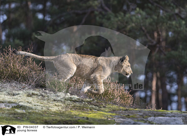 young lioness / PW-04037