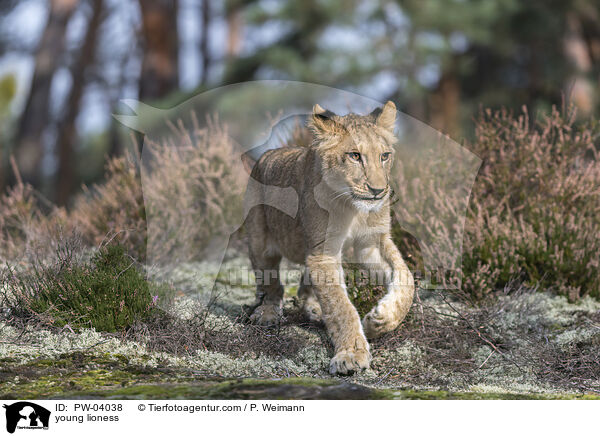 young lioness / PW-04038