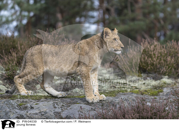 young lioness / PW-04039