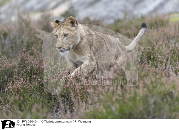 young lioness / PW-04040