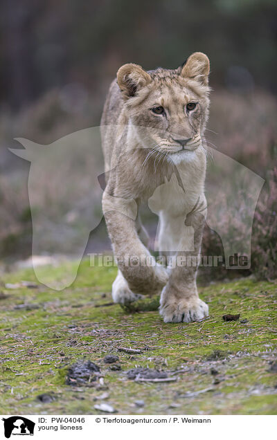 young lioness / PW-04046