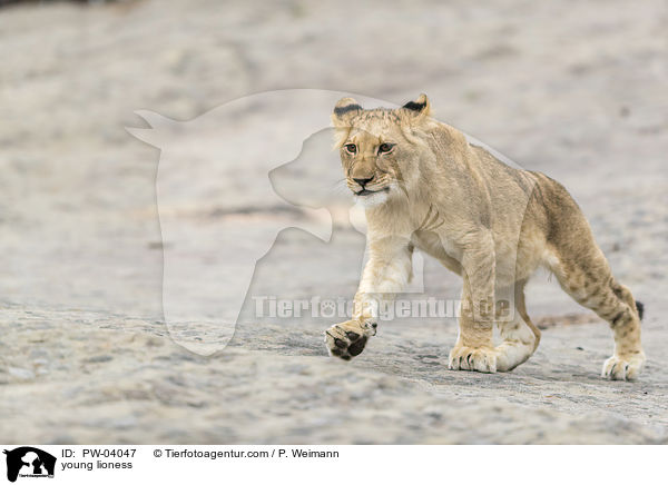 young lioness / PW-04047