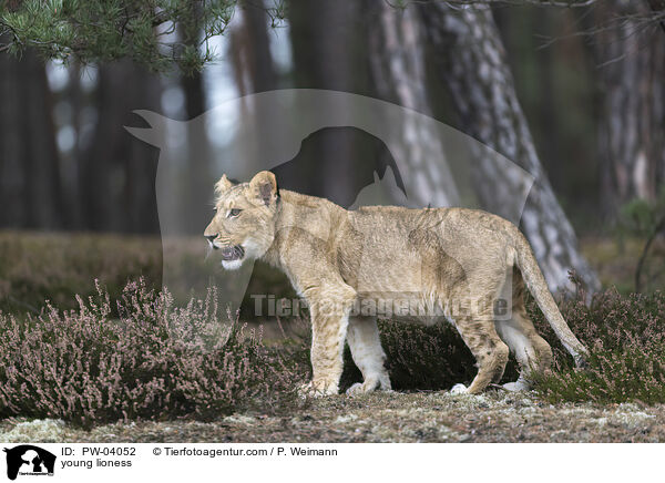 young lioness / PW-04052