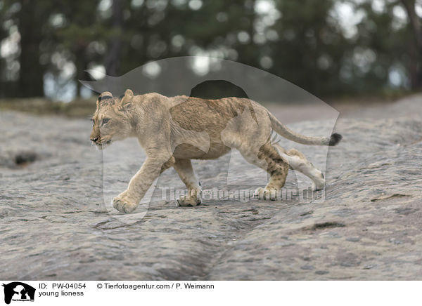 young lioness / PW-04054