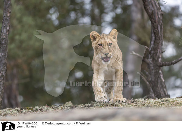 young lioness / PW-04056