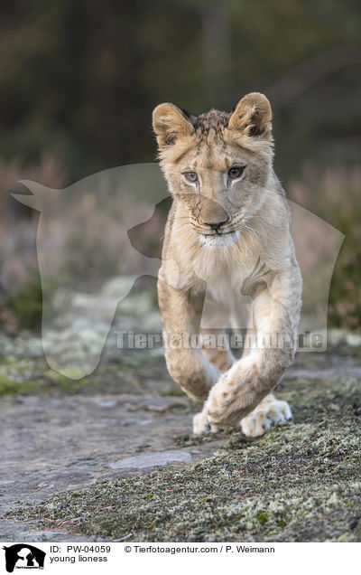 young lioness / PW-04059