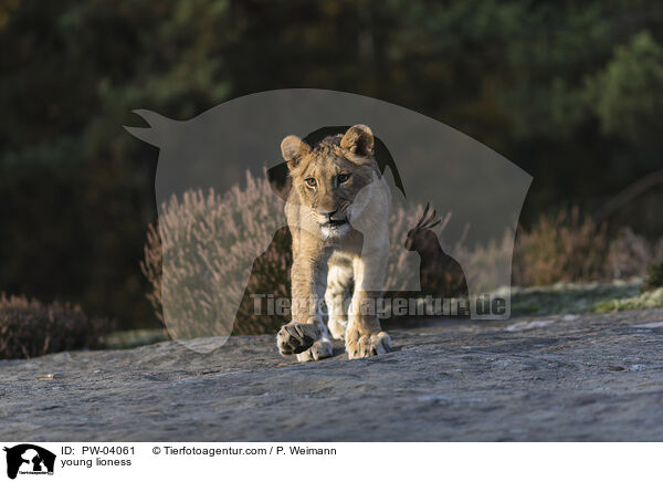young lioness / PW-04061