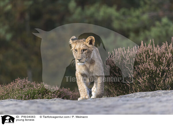 young lioness / PW-04063