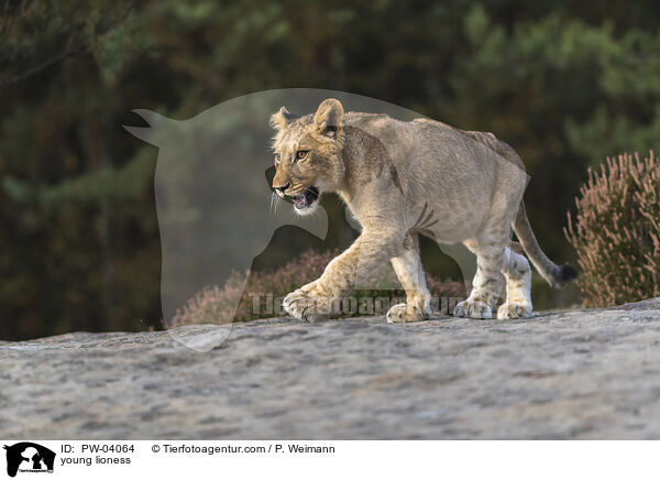young lioness / PW-04064