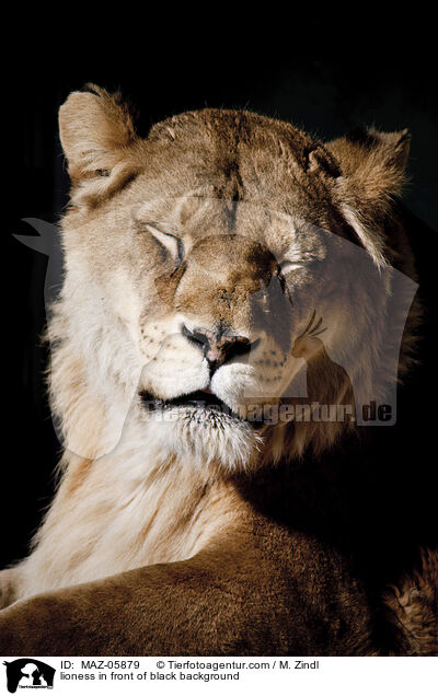 lioness in front of black background / MAZ-05879