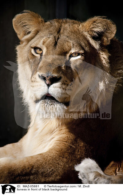 lioness in front of black background / MAZ-05881