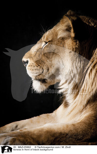 lioness in front of black background / MAZ-05882