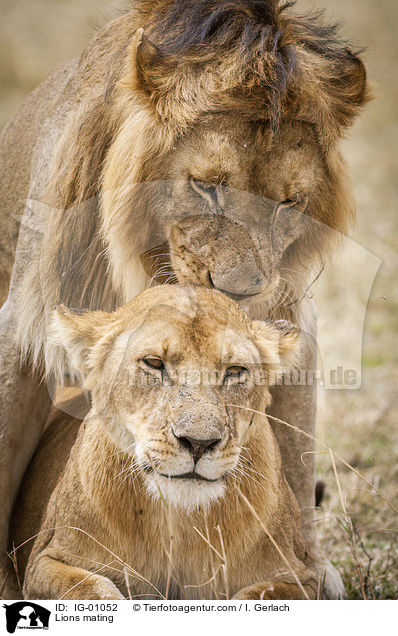 Lions mating / IG-01052