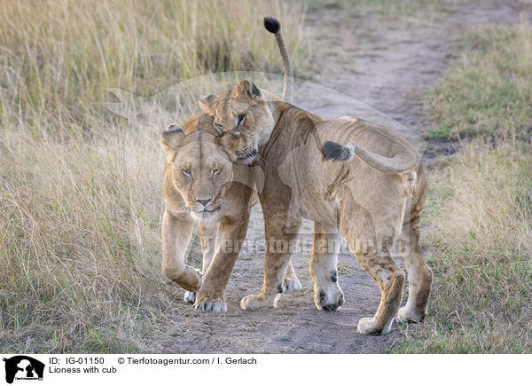 Lioness with cub / IG-01150