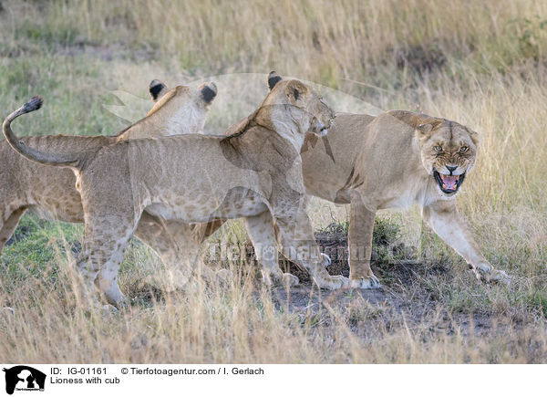 Lioness with cub / IG-01161