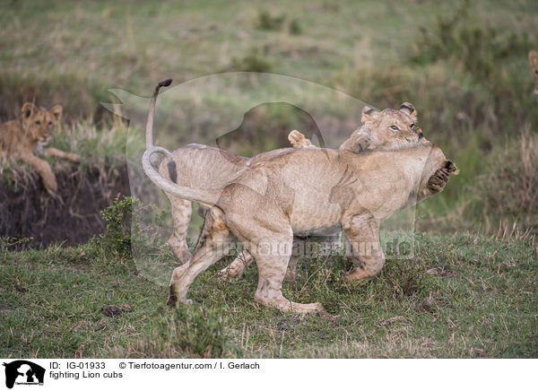 fighting Lion cubs / IG-01933
