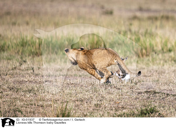 Lioness kills Thomson baby Gazelles / IG-01937