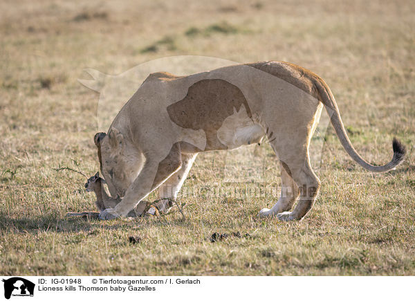 Lwin ttet Thomson-Gazellen Baby / Lioness kills Thomson baby Gazelles / IG-01948