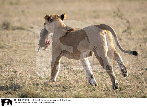 Lioness kills Thomson baby Gazelles / IG-01950