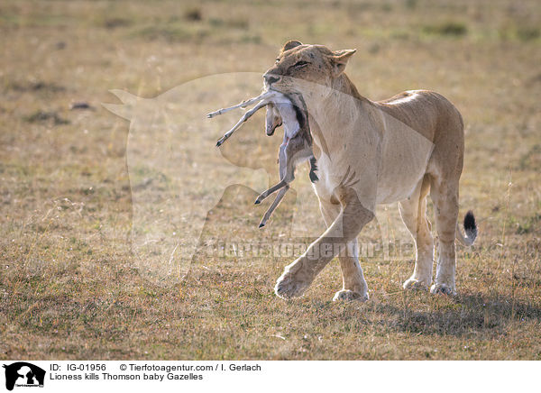 Lwin ttet Thomson-Gazellen Baby / Lioness kills Thomson baby Gazelles / IG-01956