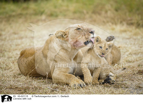 Lioness with cub / IG-02115