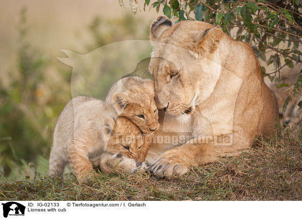 Lioness with cub / IG-02133