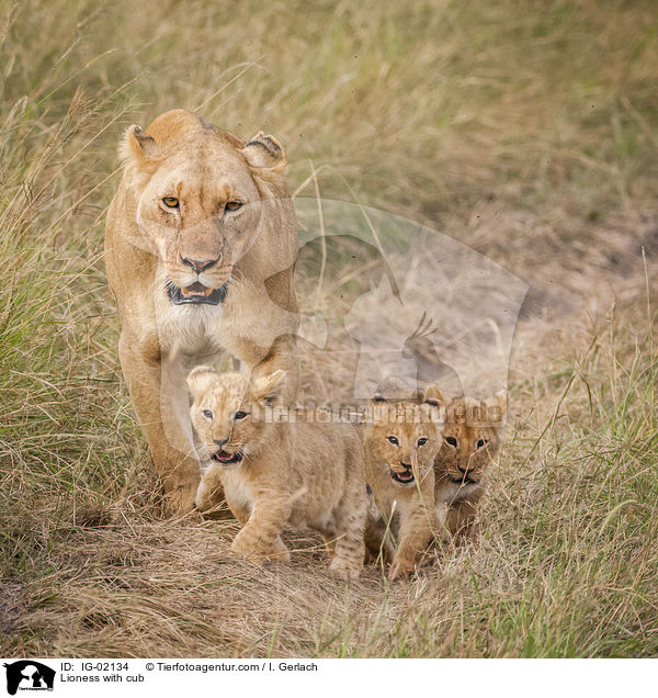 Lioness with cub / IG-02134
